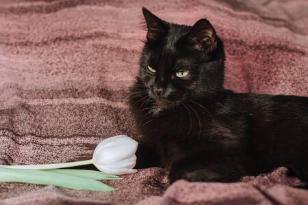 black cat with white tulip in pink bedの写真素材