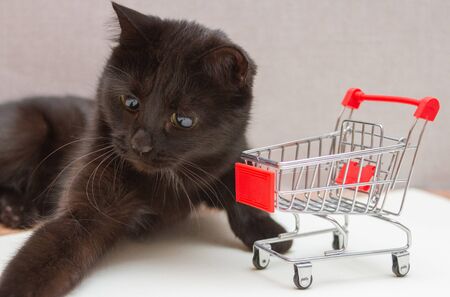 cat with yellow eyes plays with a toy cart for shoppingの写真素材