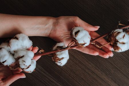 cotton plant branch in gentle female hands.の写真素材