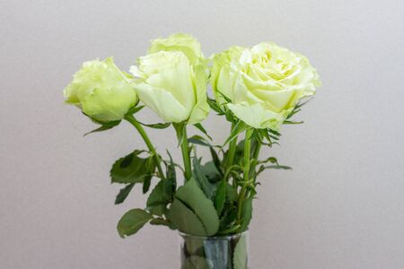 bouquet of green roses in a glass vase.の写真素材