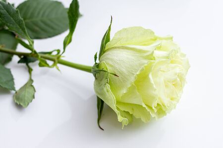 single rose with green petals on a white backgroundの写真素材