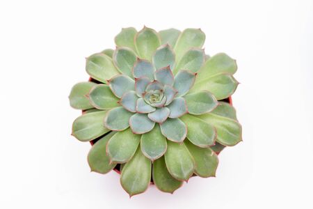 succulent plant cactus on a white background top view.の写真素材