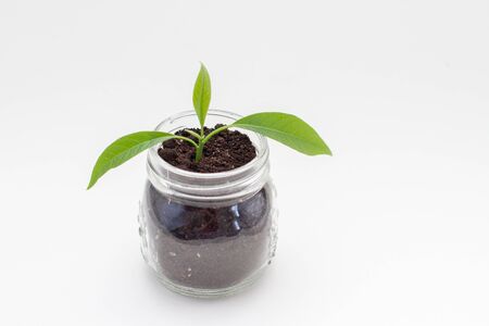 Plant growing from glass jar with black soilの写真素材