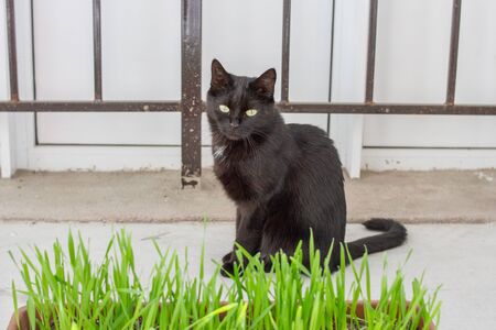 A black domestic cat sits on a balcony by the pot with fresh green grass. Grass for cats.の写真素材