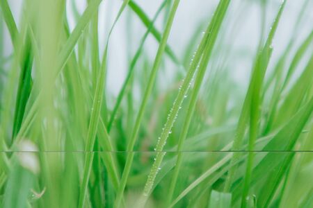 Green grass with a drop of dew close-up. Selective focus.