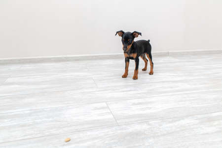 Miniature pinscher puppy dog standing at floor and looking at feed.の写真素材