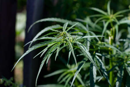 Cannabis plant leaves on black background.の写真素材
