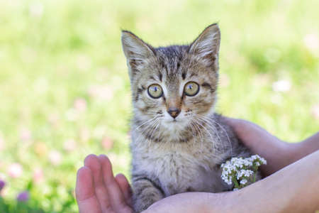 Young tabby kitten in hands against a background of green grass. Hands safely holding a baby kitten.の写真素材