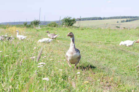 Gray domesticated geese graze in the meadow. Poultry on a farm in a village.の写真素材