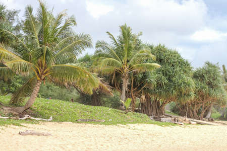 Beach coastline with palm trees. Tropical landscape.の写真素材