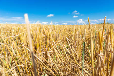 Close-up of a field of straw against the sky.の写真素材