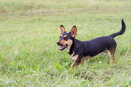 Brown young dachshund with big ears standing on green grass on field.の写真素材