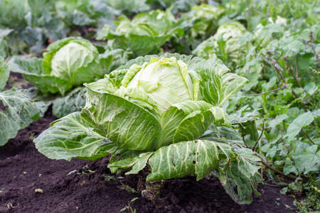 Big fresh green cabbage close-up on a farm bed.の写真素材