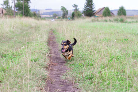 Happy black and brown dachshund running and hunts outside.