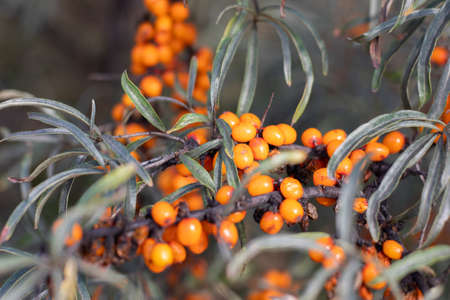 Branches with ripe sea buckthorn berries on the tree. Autumn harvest orange berries.