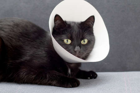 Black cat wearing Elizabethan collar lying on a gray sofa after surgical operation. Animal...
