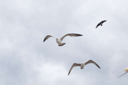 A group of seagulls in the dramatic sky.の写真素材