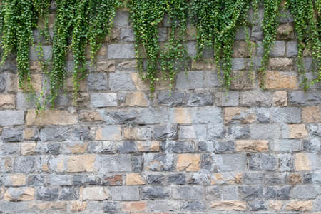 Green ivy on ray beige brick wall background.の写真素材