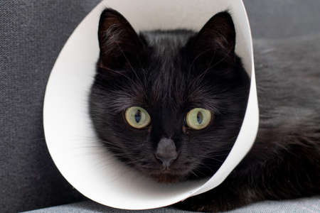 Black cat with Elizabethan collar lyingafter surgical operation. Animal health care.の写真素材
