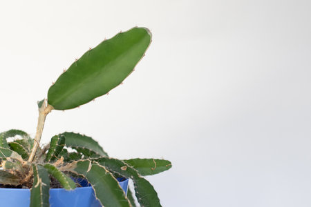 Dragon fruit plant on pot. Cactus speciesの写真素材