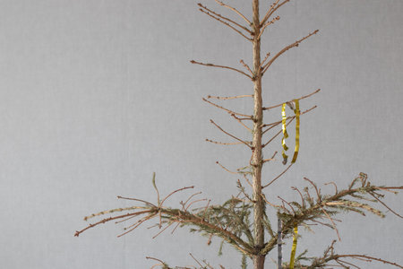 Dried Christmas tree after the holidays without needles. Bare trunk.