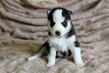 Cute blue-eyed siberian husky puppy sitting on bed.の写真素材
