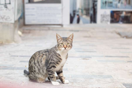 Lonely sad homeless cat on a city street.