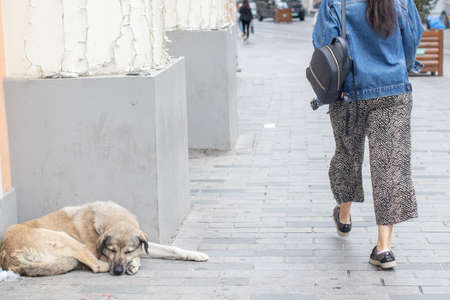 The homeless dog sleeping on the street. People walk past the dog along the city street.の写真素材
