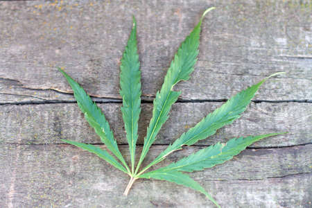 Green hemp leaf on wood board.