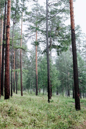 Forest landscape taiga with great, huge, century-old pines. Summer nordic forest landscape.