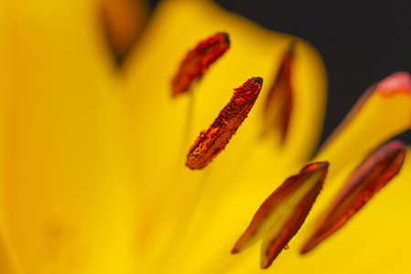 Yellow lily flower stamens and pistils. Macro photo of lily flower, Closeupの写真素材