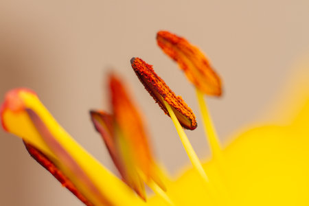 Yellow lily flower stamens and pistils. Macro photo fragment of lily.の写真素材