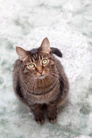 Fat handsome cat. Large purebred cat. Big beautiful striped catの写真素材