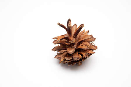 Pine cone isolated on white background.の写真素材