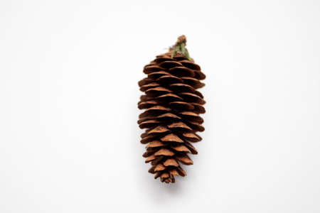 Pine cone isolated on white background.の写真素材