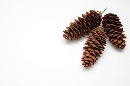 Fir cones isolated on white background.の写真素材