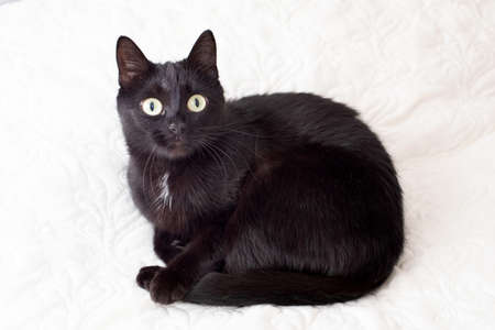 The black cat with yellow eyes lies on a white sofaの写真素材
