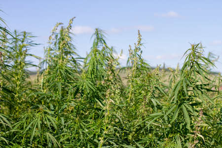 Cannabis plant leaves on blue sky background. Marijuana harvesting
