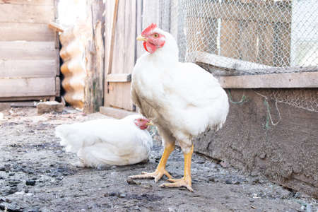 White chicken on the farm.の写真素材