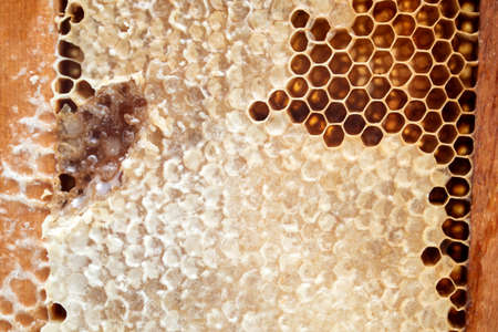 Fresh bee honey in a wooden Honeycomb frame
