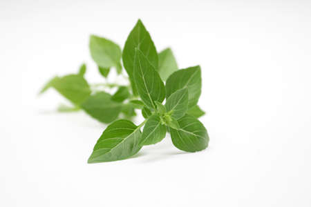 Basil herb fresh green leaves isolated on white background.の写真素材