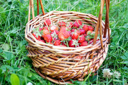 Red strawberries in a basket on strawberry fieldの写真素材