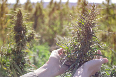Farmer hands holds cannabis plant at farm.