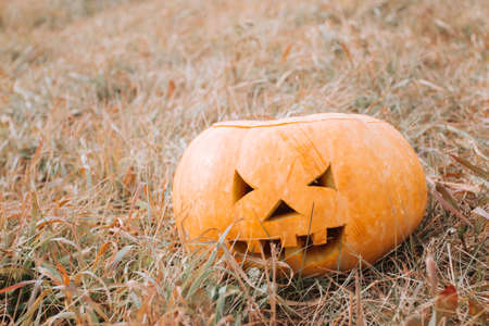 Carved pumpkin halloween in the fieldの写真素材