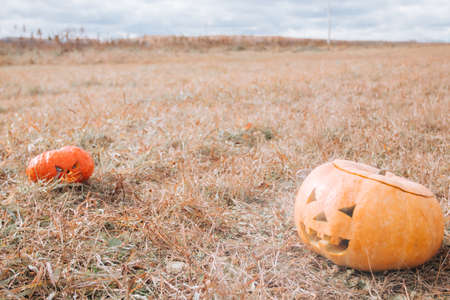 Halloween pumpkins on autumn fieldの写真素材