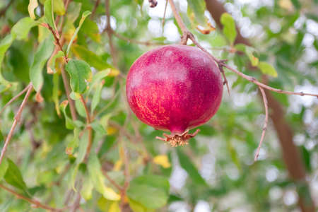 Ripe red pomegranate on a branch of a pomegranate tree in the garden.
