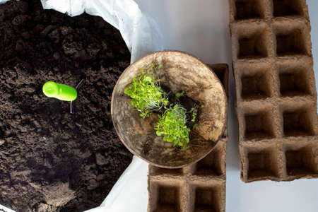 Gardening. Soil, spatula and plant pots. Green seedlings and sprouts in a pot.の写真素材
