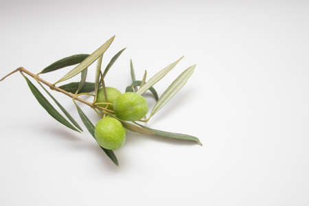Fresh green olives on a branch on a whiteの写真素材