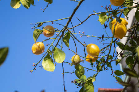 Lemon garden bunches of fresh yellow ripe lemons