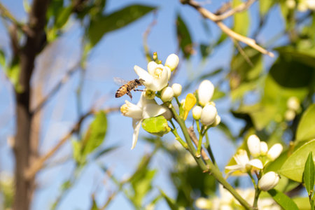 Lemon tree Blossom With beeの写真素材